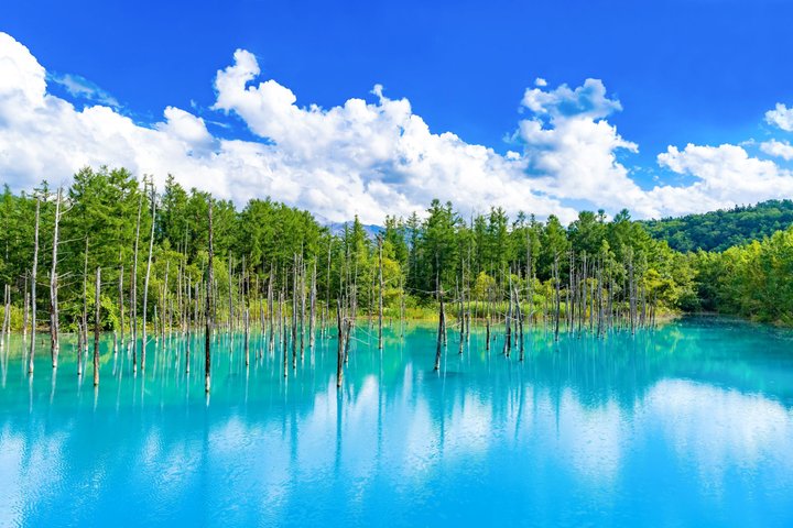 [Late Departure] Biei Best 5 Must-Visit Day Tour from Sapporo