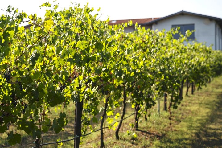 Modena Balsamic Vinegar Tour with Parmigiano and Gelato Tasting