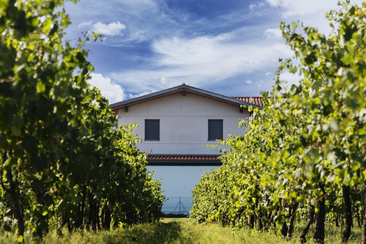 Modena Balsamic Vinegar Tour with Parmigiano and Gelato Tasting