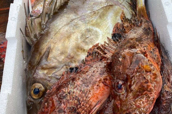 Fishing on the Island of Elba with lunch on board