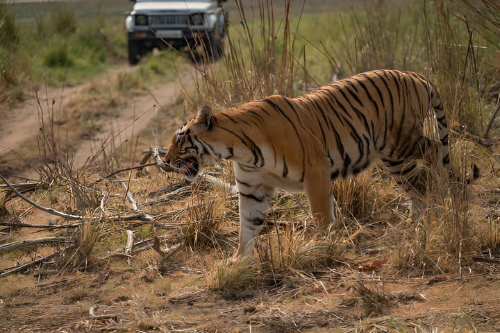 Ranthambore Safari Booking