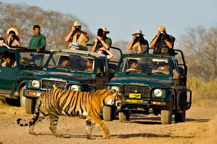Ranthambore Safari Booking