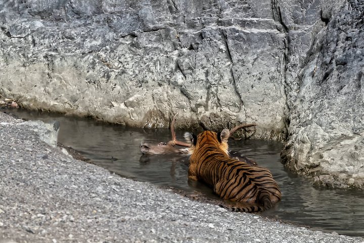 Ranthambore Safari Booking