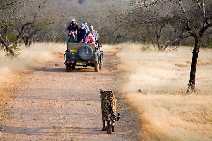 Ranthambore Safari Booking