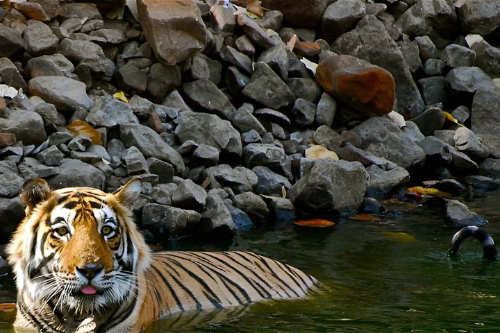 Ranthambore Safari Booking
