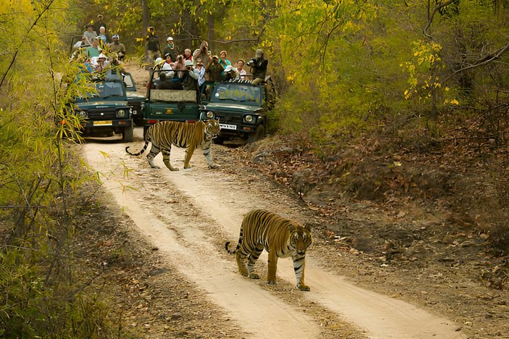 Ranthambore Safari Booking