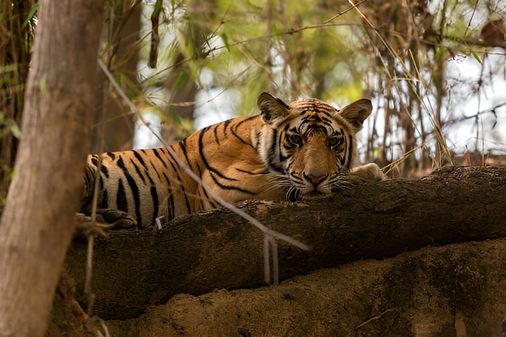 Ranthambore Safari Booking