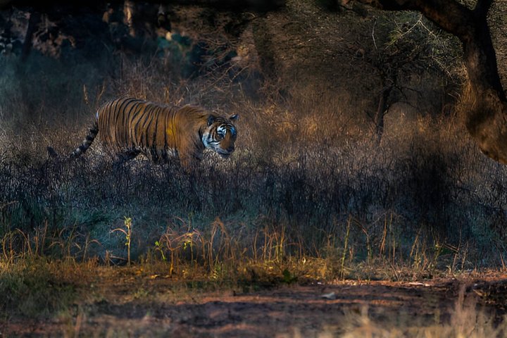 Ranthambore Safari Booking