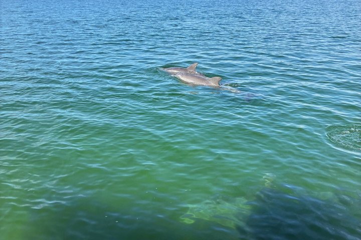 Shell Island Snorkel And Dolphin Sightseeing