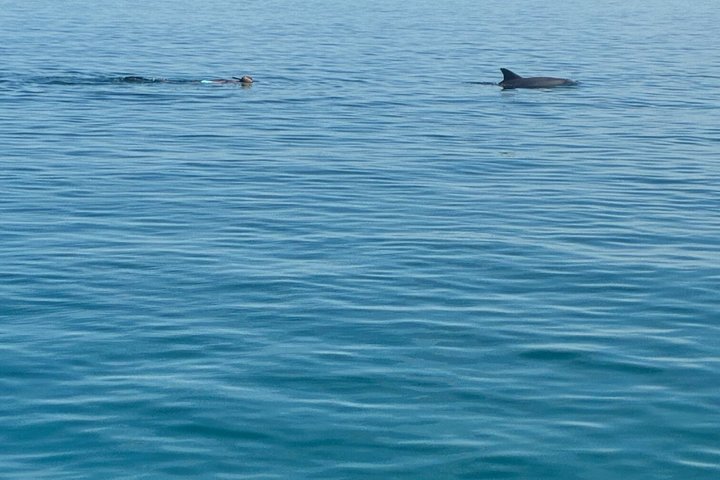 Shell Island Snorkel And Dolphin Sightseeing