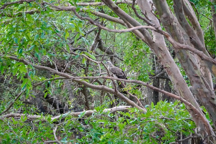 Minneriya National Park Half Day Private Safari With Expert Guide