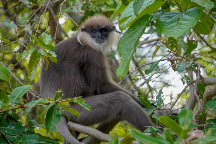 Minneriya National Park Private Jeep Safari with Expert Guide