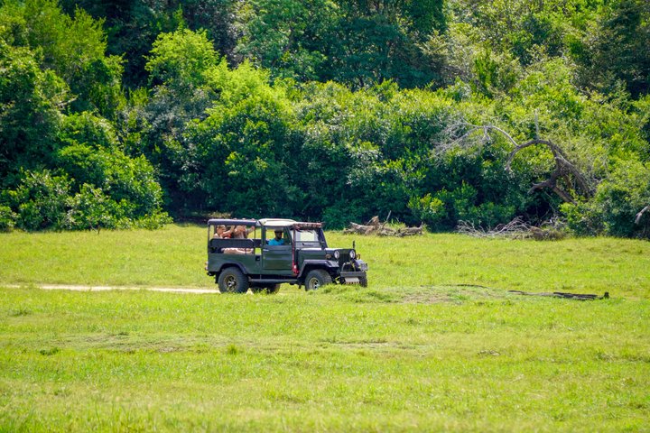 Minneriya National Park Private Jeep Safari with Expert Guide