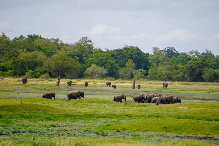 Minneriya National Park Private Jeep Safari with Expert Guide