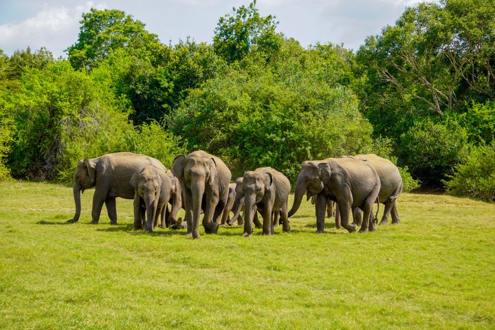 Minneriya National Park Private Jeep Safari with Expert Guide