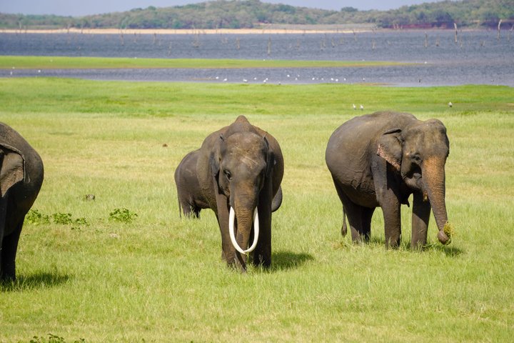 Minneriya National Park Private Jeep Safari with Expert Guide