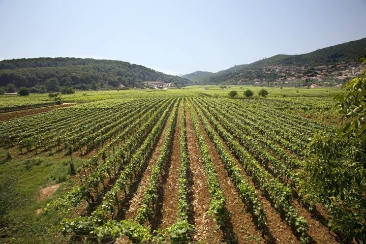 Korcula Wine Tour Tasting Local Varieties with Traditional Bites