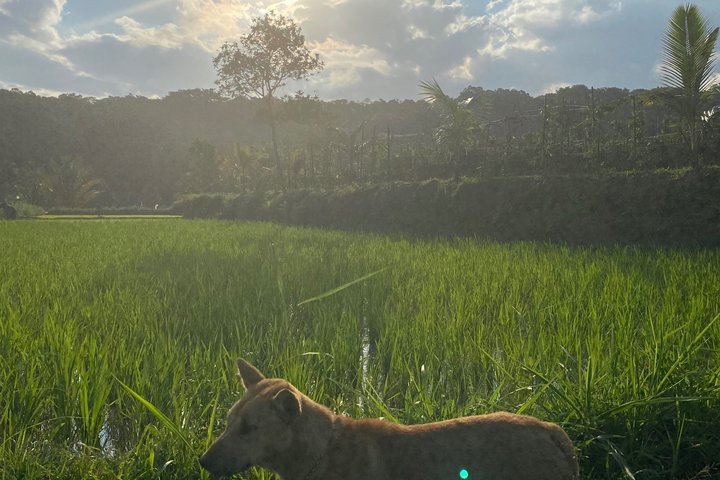 Tetebatu Private Trek Rice Fields Waterfall and Monkey Forest