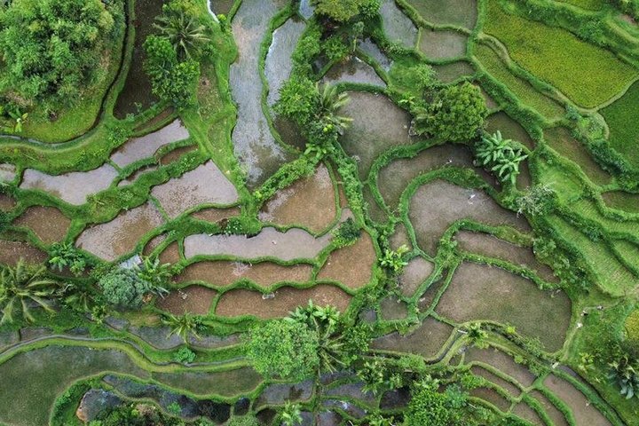 Tetebatu Private Trek Rice Fields Waterfall and Monkey Forest
