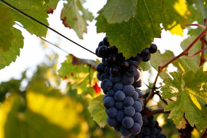 Château Grangey Visit and tasting in the heart of the vineyard