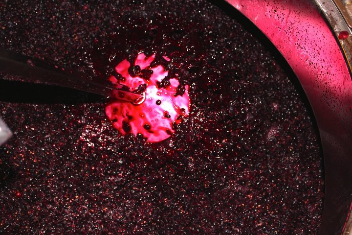 Château Grangey Visit and tasting in the heart of the vineyard