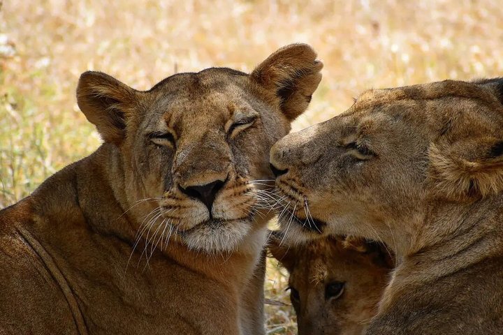 5 Day Midrange Tanzania Safari Adventure