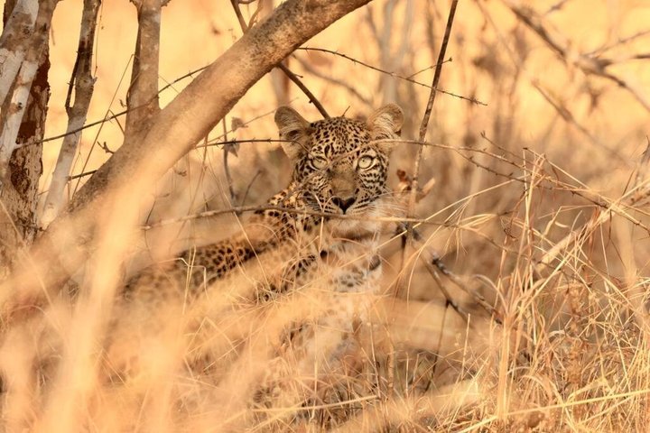 5 Day Midrange Tanzania Safari Adventure