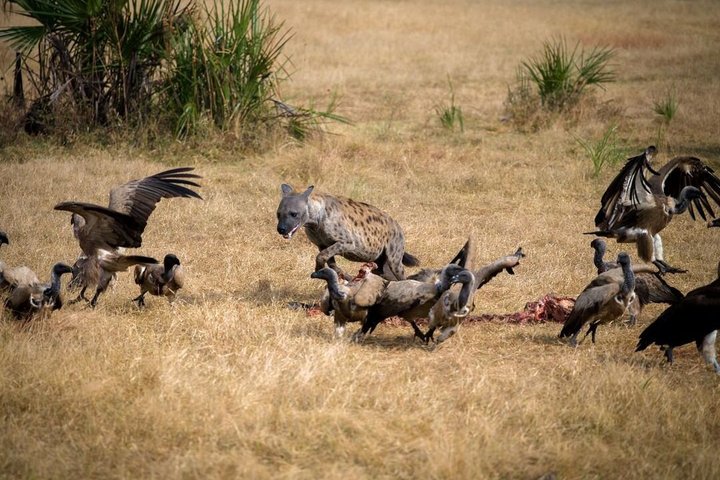 5 Day Midrange Tanzania Safari Adventure