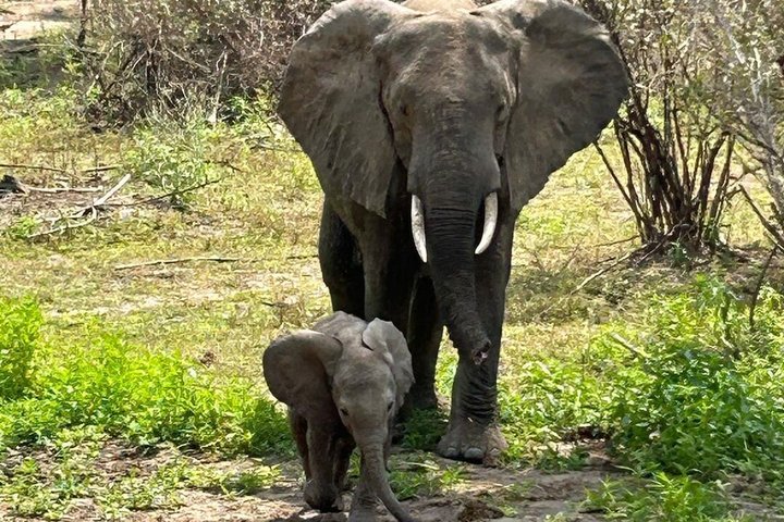 5 Day Midrange Tanzania Safari Adventure