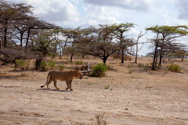 5 Day Midrange Tanzania Safari Adventure