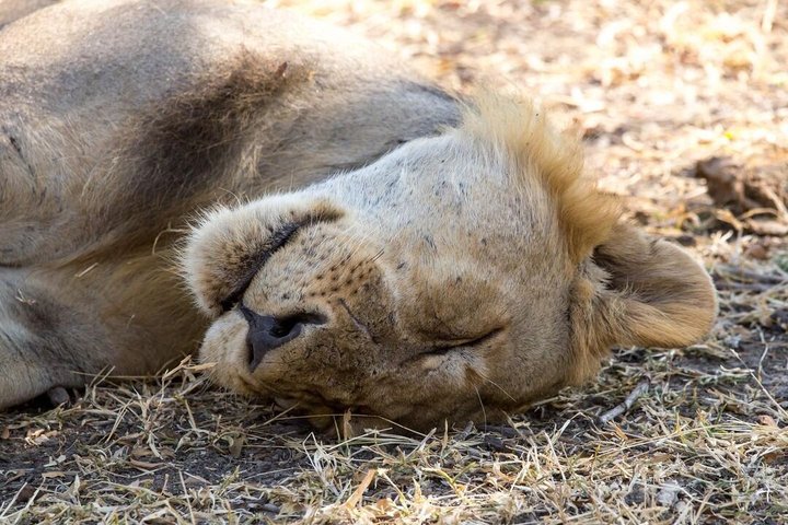 5 Day Midrange Tanzania Safari Adventure