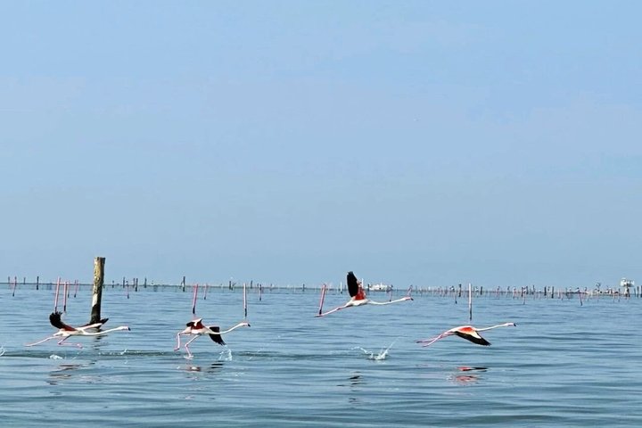 Explore Isola dell’Amore and wildlife on a Po Delta Boat Tour