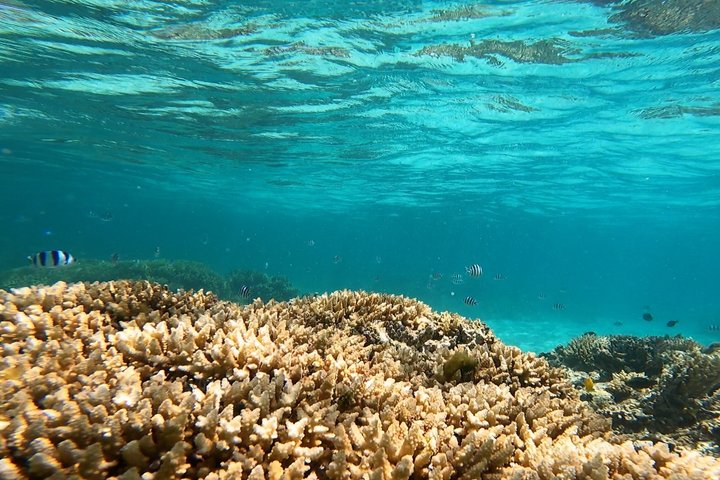 Full Day Water Taxi to Amedee Island from Noumea
