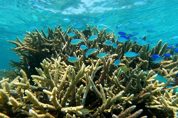 Full Day Water Taxi to Amedee Island from Noumea
