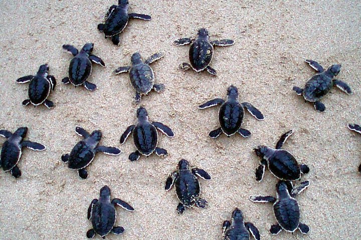 Galle Day Trip with Stilt Fishing & Turtle Hatchery