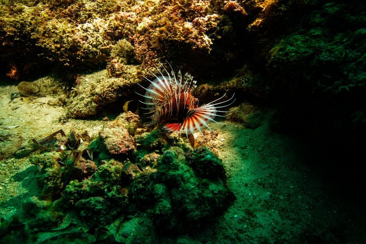 Kisite Mpunguti Marine Park Full Day Excursion