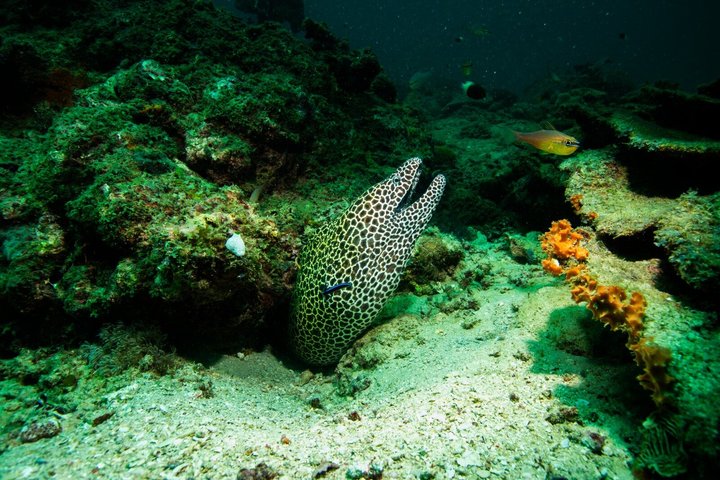 Kisite Mpunguti Marine Park Full Day Excursion