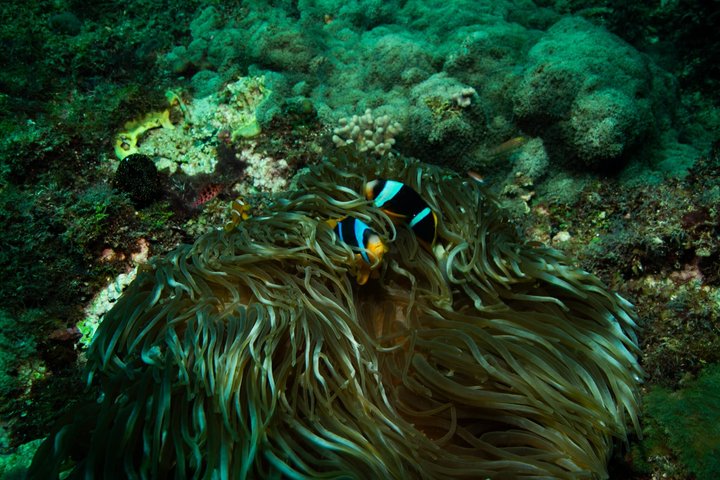 Kisite Mpunguti Marine Park Full Day Excursion