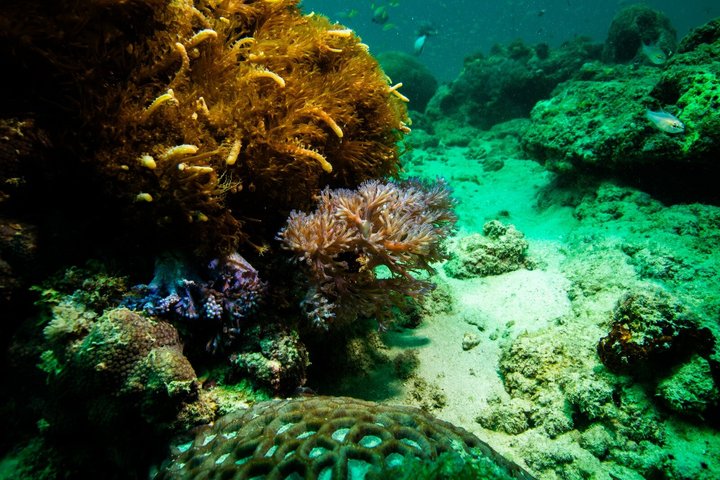 Kisite Mpunguti Marine Park Full Day Excursion