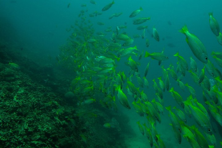 Kisite Mpunguti Marine Park Full Day Excursion