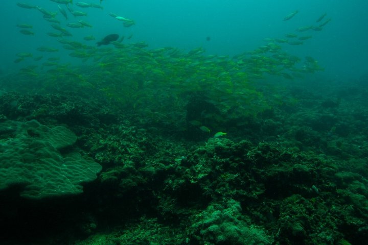 Kisite Mpunguti Marine Park Full Day Excursion