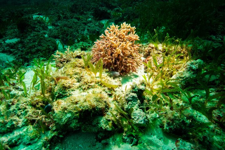 Kisite Mpunguti Marine Park Full Day Excursion