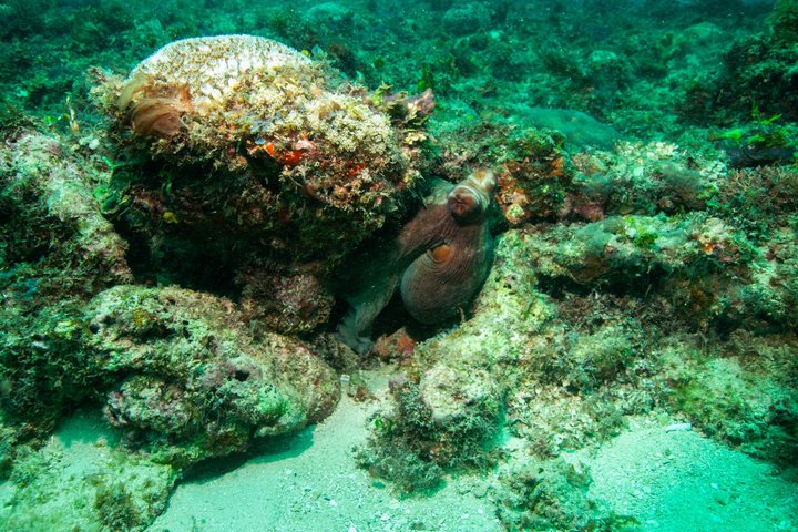 Kisite Mpunguti Marine Park Full Day Excursion