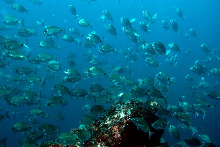 Double Snorkeling Exit in Faial, Azores
