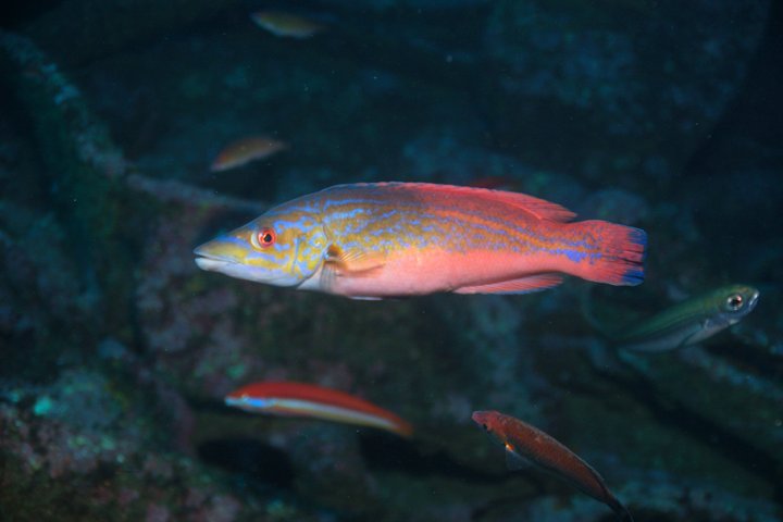 Double Snorkeling Exit in Faial, Azores