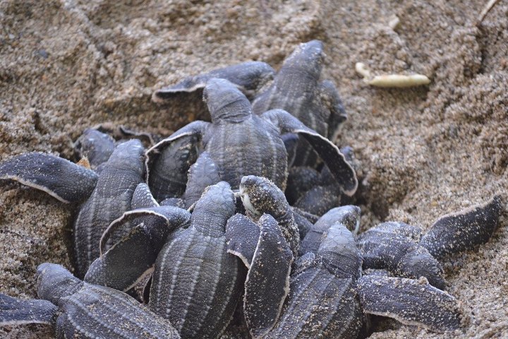 Matura Leatherback Eco-Experience