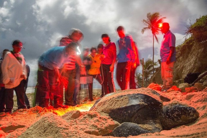 Matura Leatherback Eco-Experience
