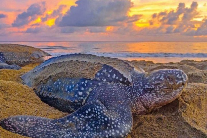 Matura Leatherback Eco-Experience