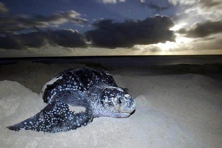 Matura Leatherback Eco-Experience