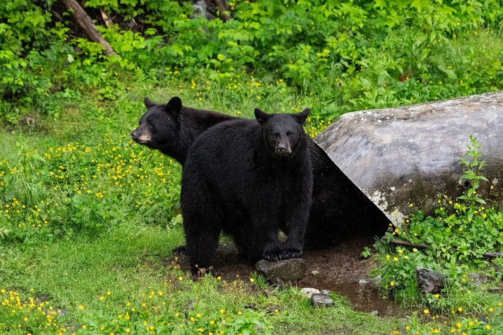 Sitka Historical Highlight Tour